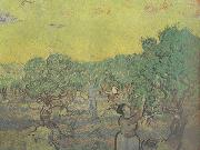 Vincent Van Gogh Olive Grove with Picking Figures (nn04) Sweden oil painting artist